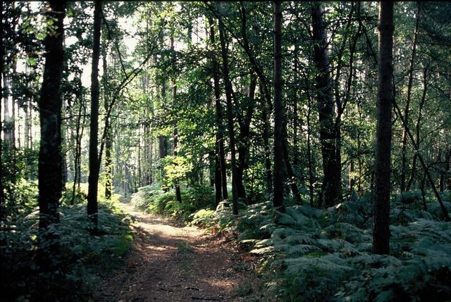 Forêt