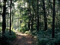 Forêt